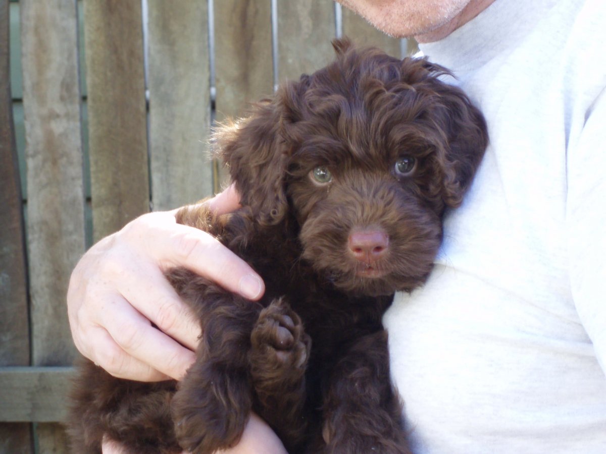 Hugo as an 8 week old puppy